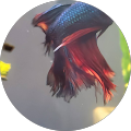 Void C Avatar